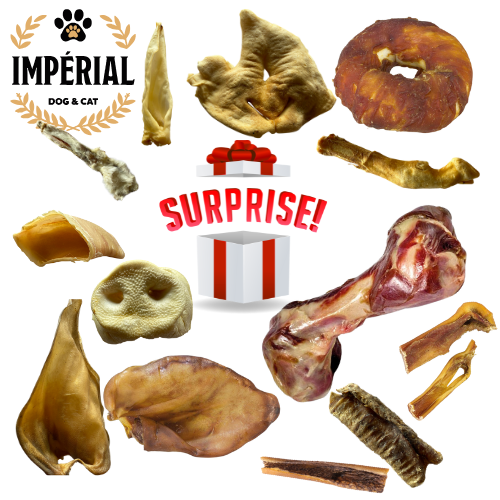 Impérial box Dog