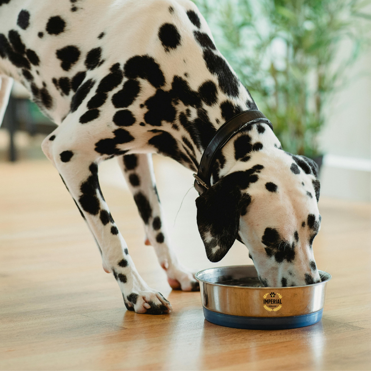 Impérial dog saumon hypoallergénique 1.5kg
