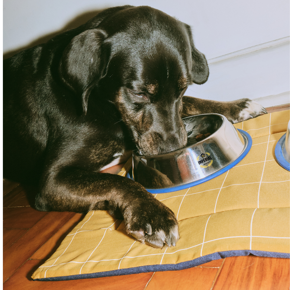 Impérial dog saumon hypoallergénique 10 kg